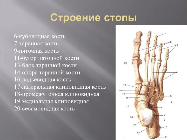 Строение стопы 6-кубовидная кость 7-таранная кость 9-пяточная кость 11-бугор пяточной