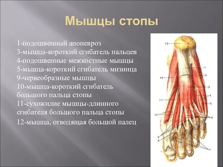Мышцы стопы 1-подошвенный апоневроз 3-мышца-короткий сгибатель пальцев 4-подошвенные межкостные мышцы