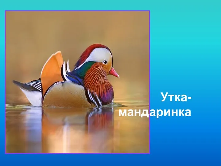 Пеликан Утка- мандаринка