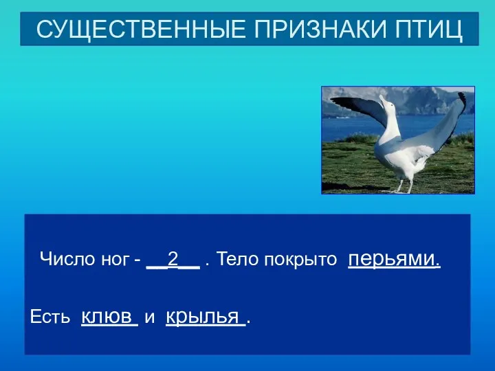 СУЩЕСТВЕННЫЕ ПРИЗНАКИ ПТИЦ Число ног - __2__ . Тело покрыто перьями. Есть клюв и крылья .