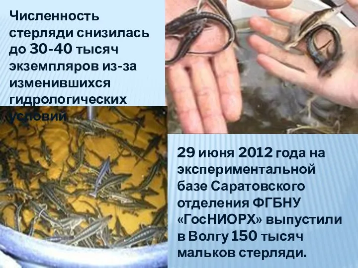 29 июня 2012 года на экспериментальной базе Саратовского отделения ФГБНУ «ГосНИОРХ» выпустили в