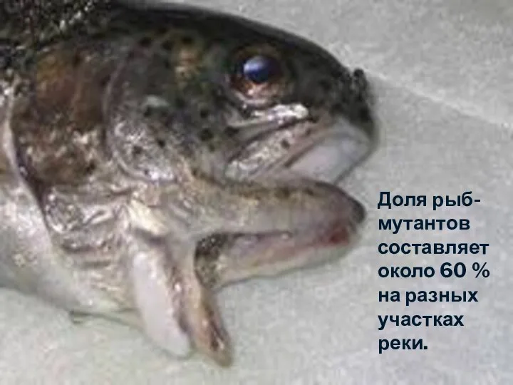 Доля рыб-мутантов составляет около 60 % на разных участках реки.