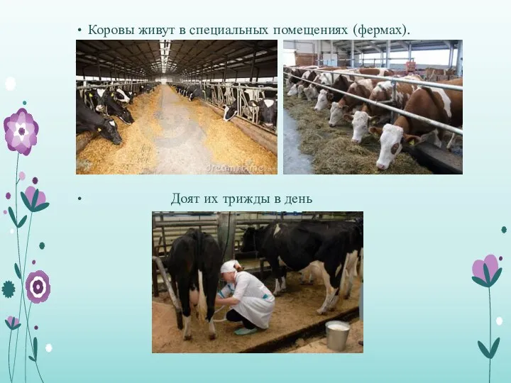 Коровы живут в специальных помещениях (фермах). П Доят их трижды в день