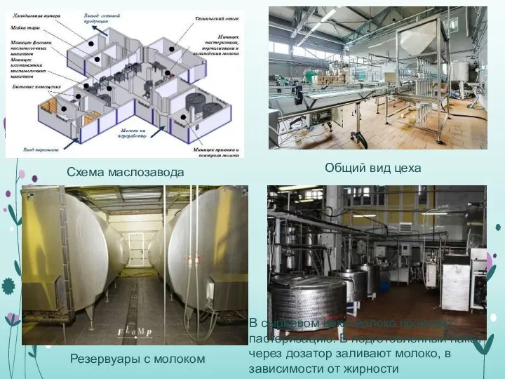 Резервуары с молоком Схема маслозавода Общий вид цеха В сырьевом цехе молоко проходит