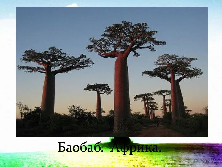 Баобаб. Африка.