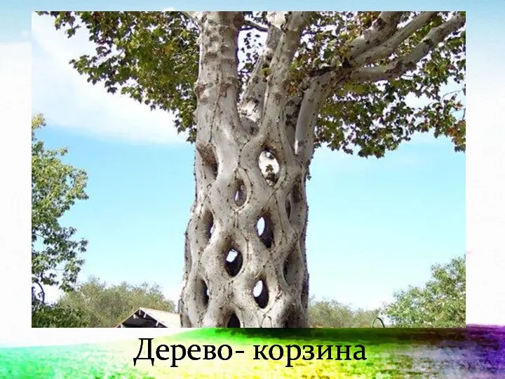 Дерево- корзина