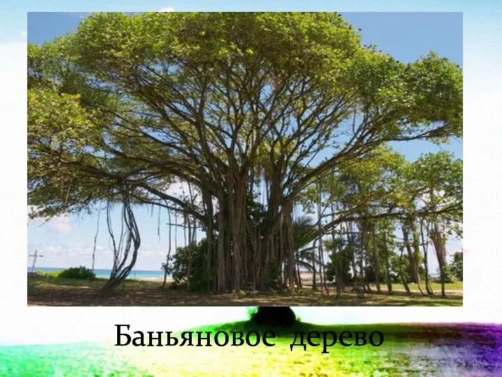 Баньяновое дерево