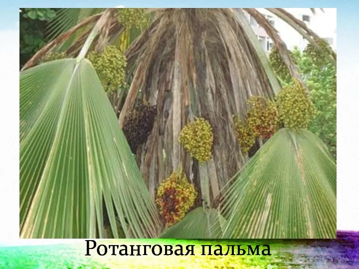 Ротанговая пальма