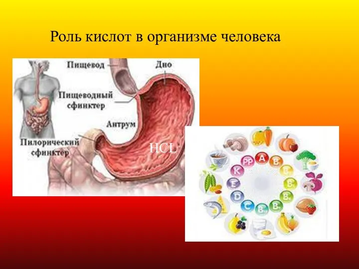 HCL Роль кислот в организме человека