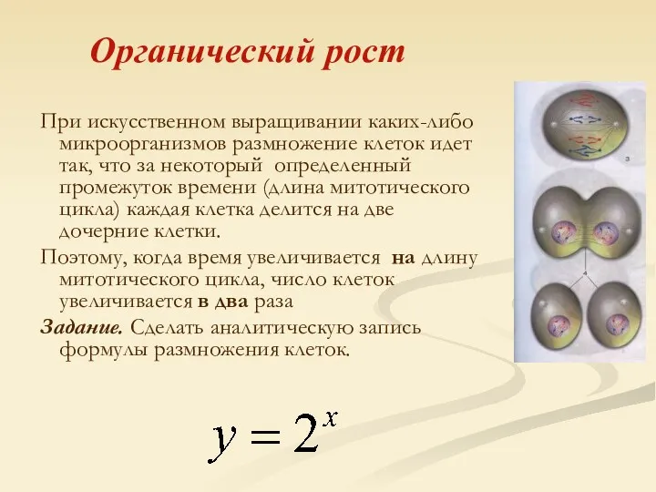 При искусственном выращивании каких-либо микроорганизмов размножение клеток идет так, что