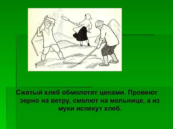 Сжатый хлеб обмолотят цепами. Провеют зерно на ветру, смелют на мельнице, а из муки испекут хлеб.