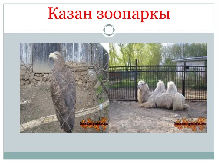 Казан зоопаркы