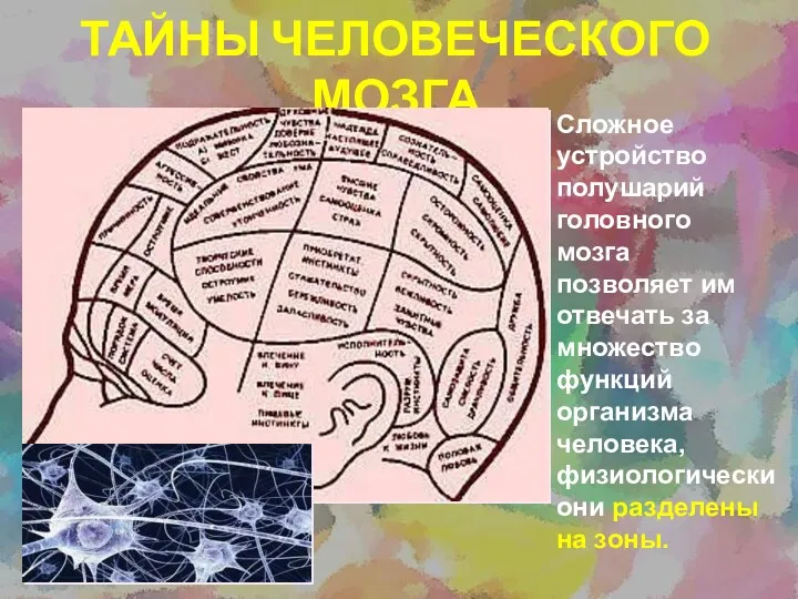 ТАЙНЫ ЧЕЛОВЕЧЕСКОГО МОЗГА Сложное устройство полушарий головного мозга позволяет им