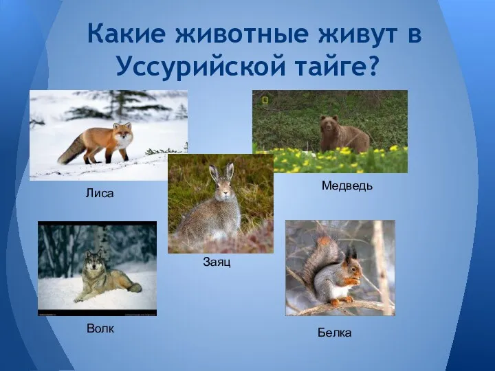 Какие животные живут в Уссурийской тайге? Лиса Медведь Заяц Волк Белка