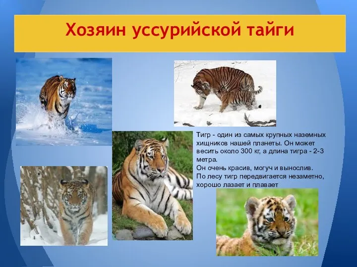 Хозяин уссурийской тайги Тигр - один из самых крупных наземных хищников нашей планеты.
