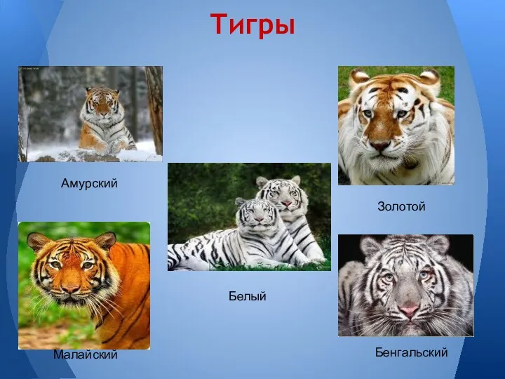 Тигры Амурский Золотой Белый Малайский Бенгальский