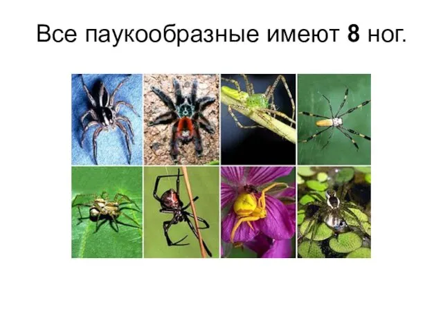 Все паукообразные имеют 8 ног.