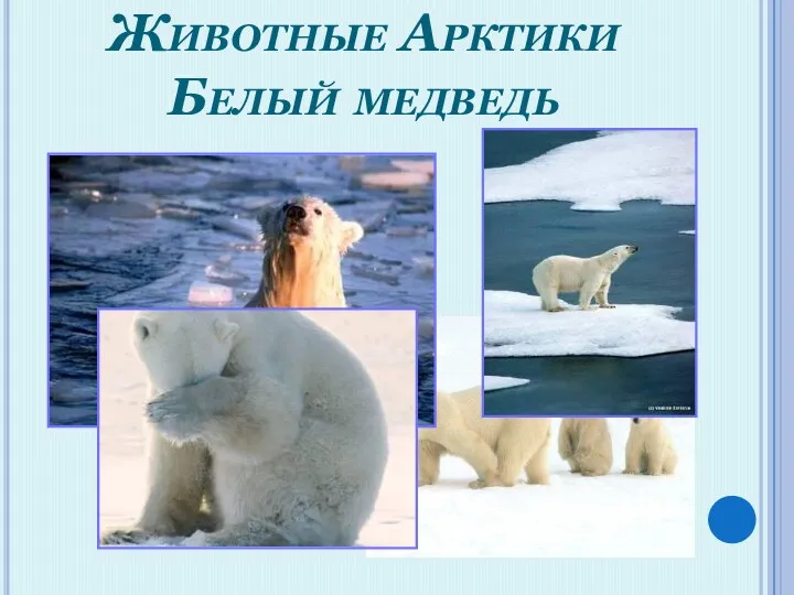 Животные Арктики Белый медведь