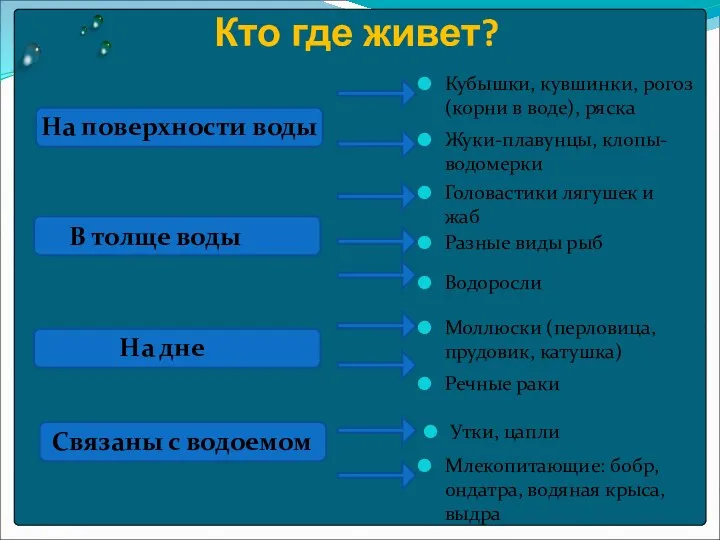 Кто где живет? Млекопитающие: бобр, ондатра, водяная крыса, выдра На