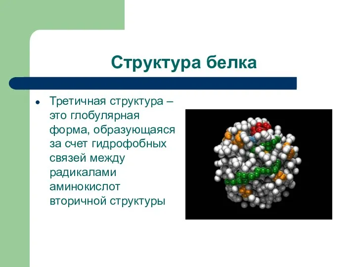 Структура белка Третичная структура – это глобулярная форма, образующаяся за счет гидрофобных связей