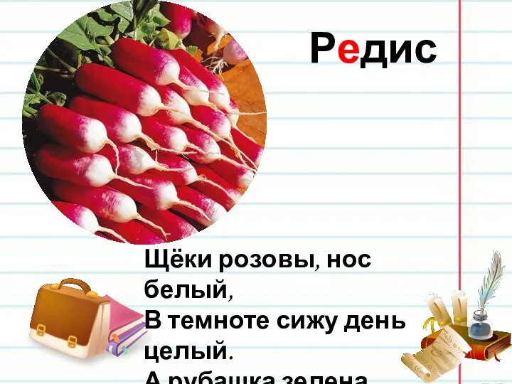 Редис Щёки розовы, нос белый, В темноте сижу день целый.