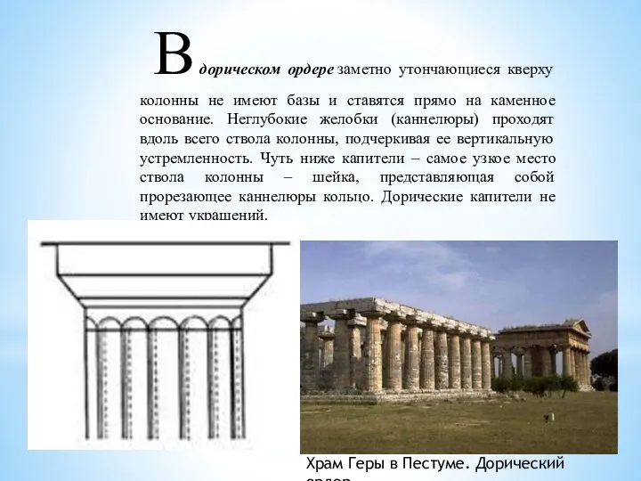 В дорическом ордере заметно утончающиеся кверху колонны не имеют базы