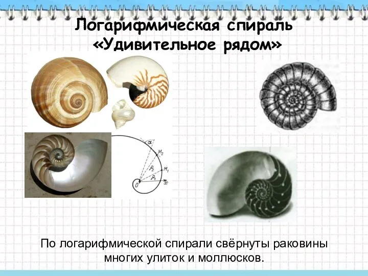Логарифмическая спираль «Удивительное рядом» По логарифмической спирали свёрнуты раковины многих улиток и моллюсков.