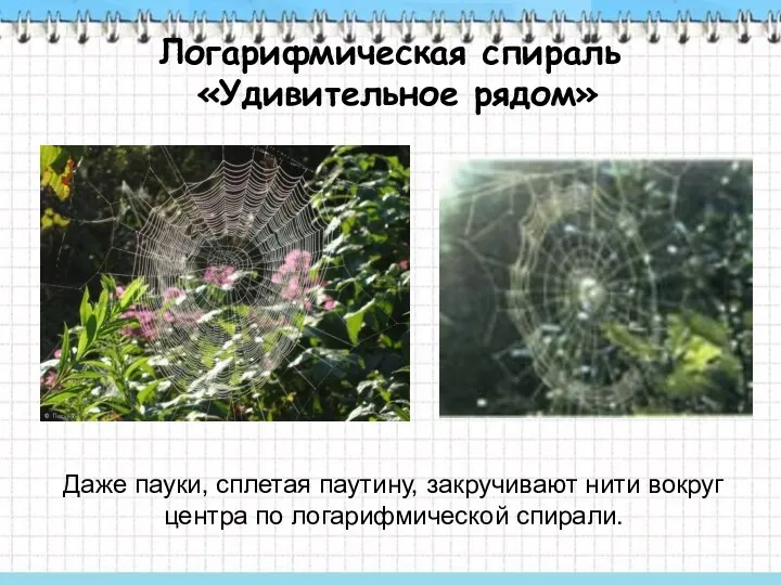 Логарифмическая спираль «Удивительное рядом» Даже пауки, сплетая паутину, закручивают нити вокруг центра по логарифмической спирали.