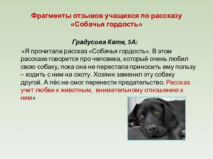 Фрагменты отзывов учащихся по рассказу «Собачья гордость» Градусова Катя, 5А: «Я прочитала рассказ