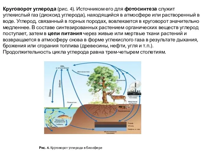 Круговорот углерода (рис. 4). Источником его для фотосинтеза служит углекислый