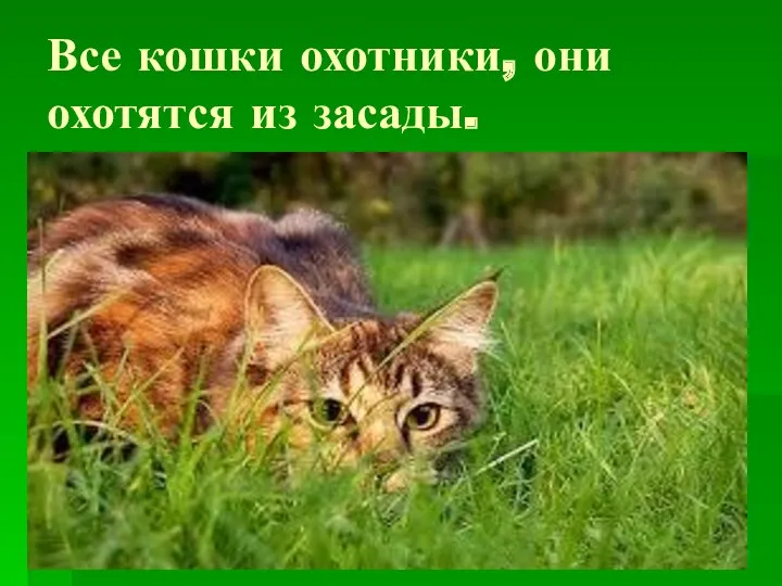 Все кошки охотники, они охотятся из засады.