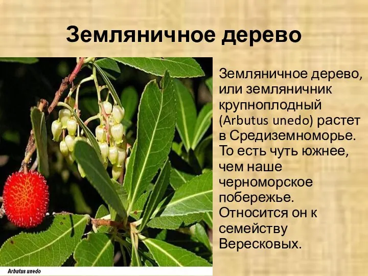 Земляничное дерево Земляничное дерево, или земляничник крупноплодный (Arbutus unedo) растет в Средиземноморье. То