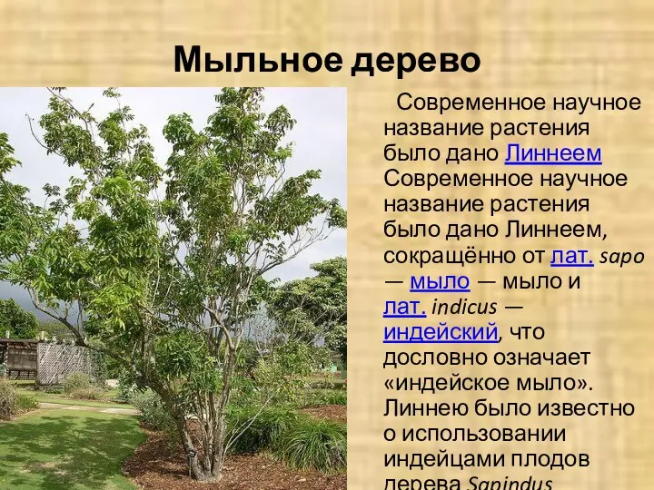 Мыльное дерево Современное научное название растения было дано Линнеем Современное научное название растения