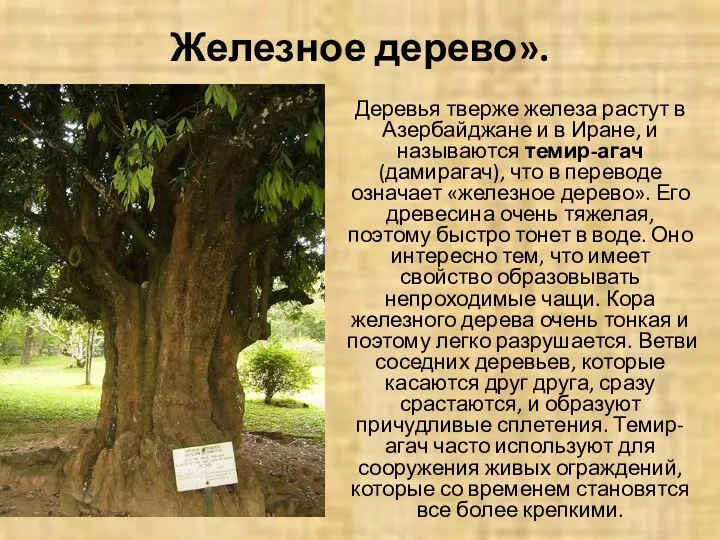 Железное дерево». Деревья тверже железа растут в Азербайджане и в Иране, и называются