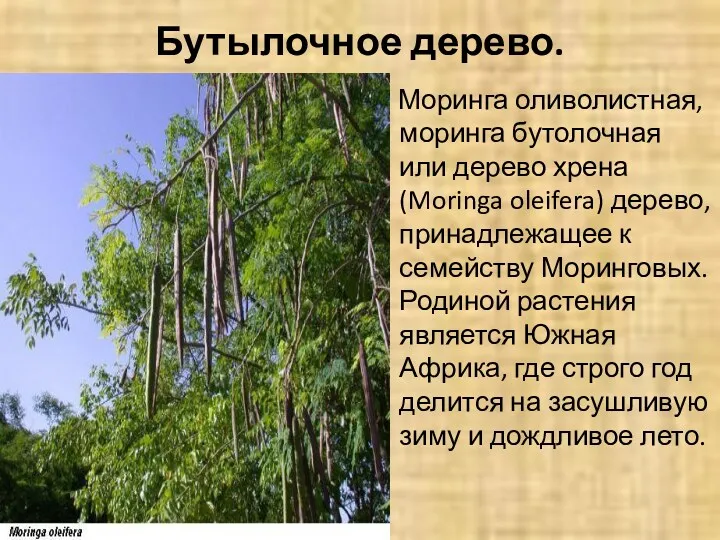 Бутылочное дерево. Моринга оливолистная, моринга бутолочная или дерево хрена (Moringa oleifera) дерево, принадлежащее