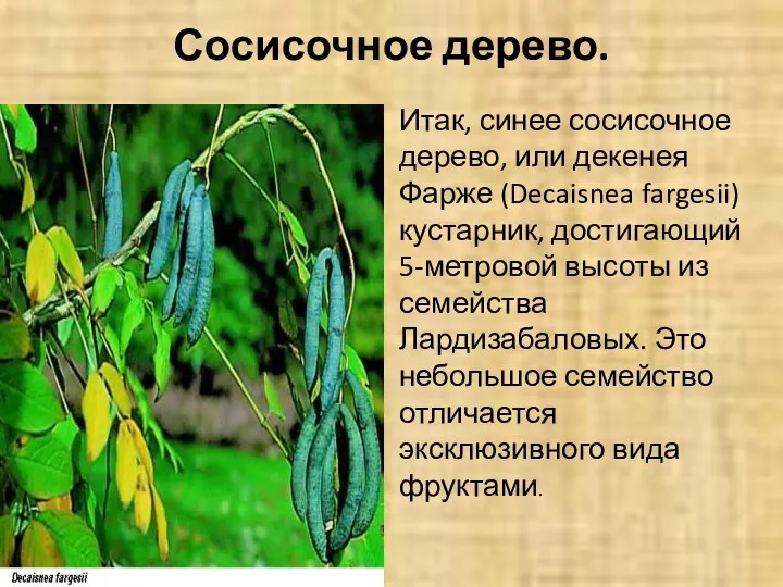 Сосисочное дерево. Итак, синее сосисочное дерево, или декенея Фарже (Decaisnea fargesii) кустарник, достигающий