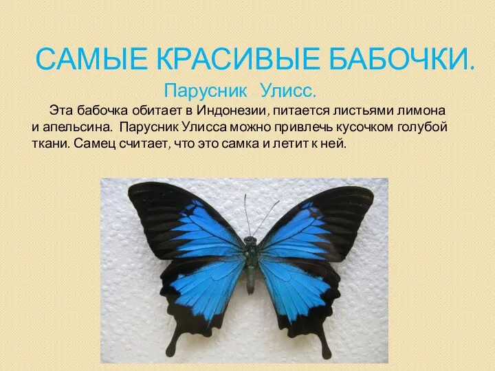 Самые красивые бабочки. Парусник Улисс. Эта бабочка обитает в Индонезии,