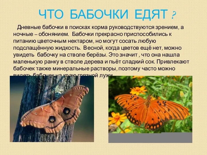 Что бабочки едят ? Дневные бабочки в поисках корма руководствуются