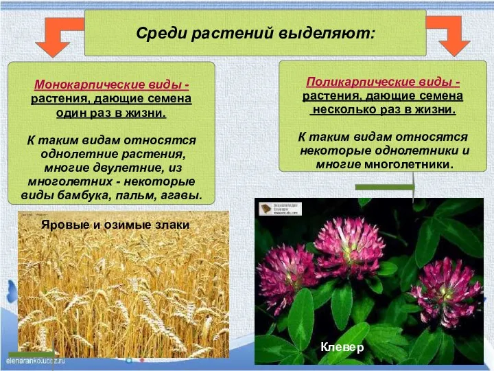 Среди растений выделяют: Монокарпические виды - растения, дающие семена один