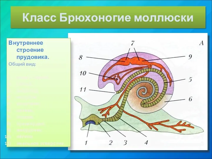 Класс Брюхоногие моллюски Внутреннее строение прудовика. Общий вид: язык с
