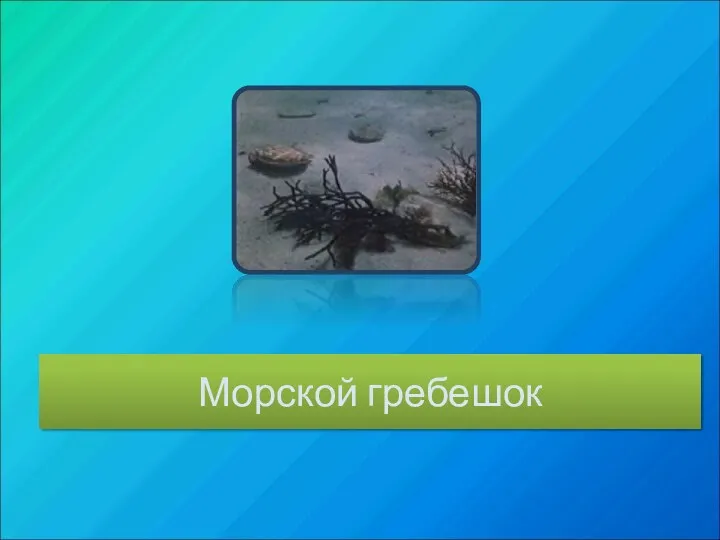 Морской гребешок