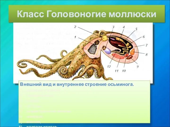 Класс Головоногие моллюски Внешний вид и внутреннее строение осьминога. роговые
