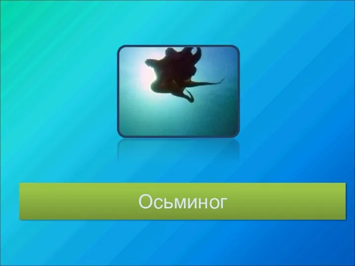 Осьминог