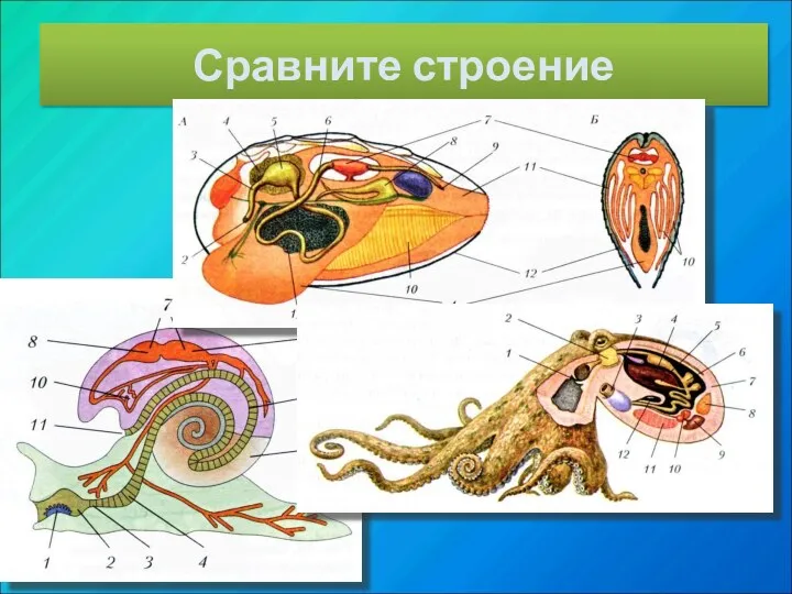 Сравните строение