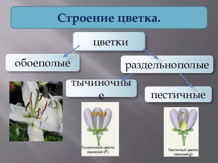 Строение цветка. цветки обоеполые раздельнополые тычиночные пестичные