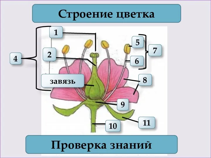 1 4 2 Строение цветка 7 Проверка знаний 11 10 6 5 8 9 завязь