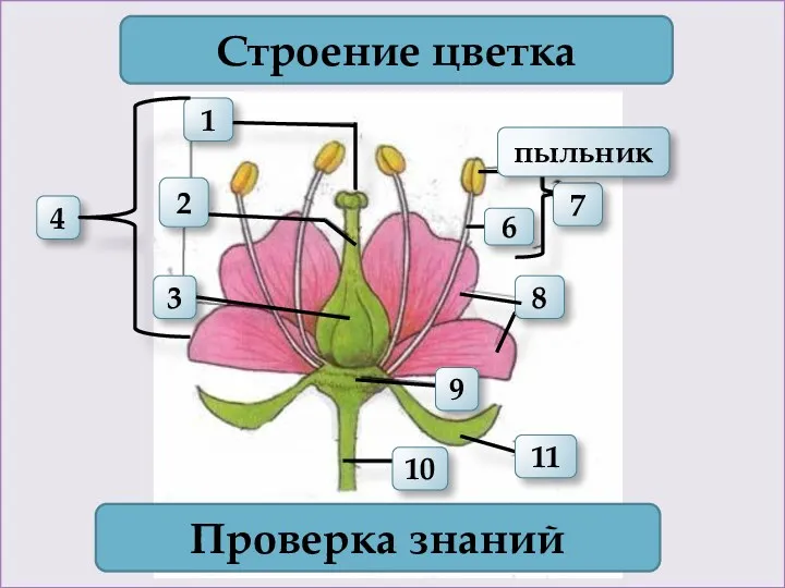 1 4 2 3 Строение цветка 7 Проверка знаний 11 10 6 пыльник 8 9