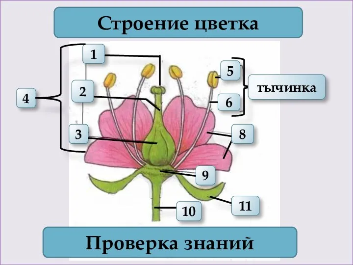 1 4 2 3 Строение цветка тычинка Проверка знаний 11 10 6 5 9 8