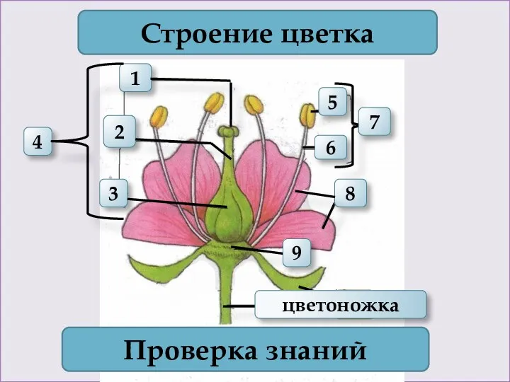 1 4 2 3 Строение цветка 7 Проверка знаний 11 цветоножка 6 5 8 9