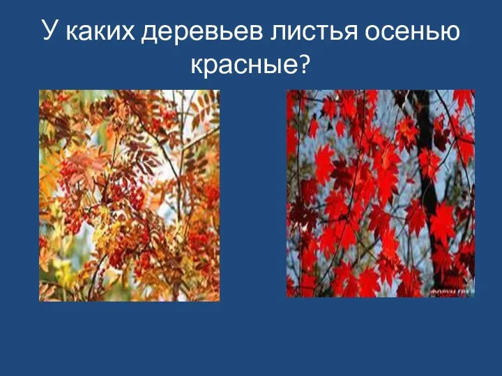 У каких деревьев листья осенью красные?